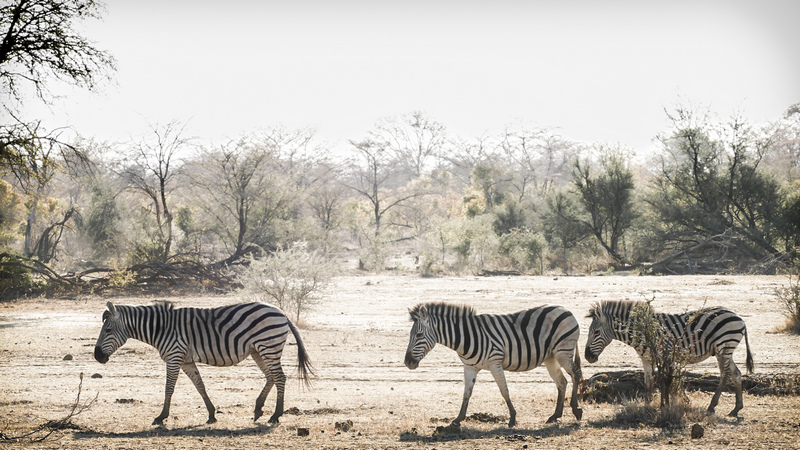 Zebras im Caprivi Zipfel im Norden Namibias.